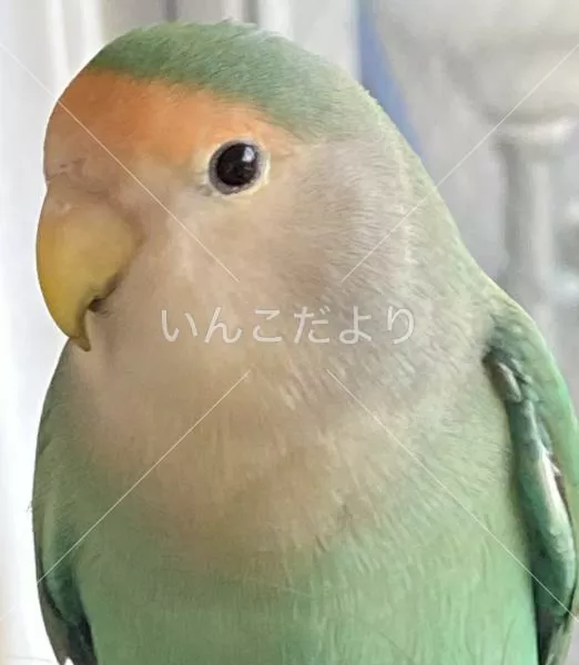 保護鳥の写真