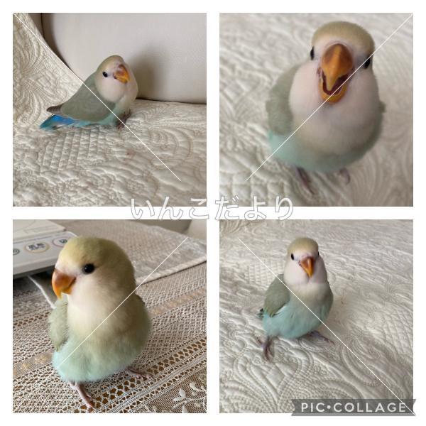 迷い鳥の写真