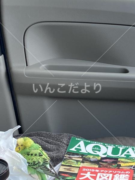 保護鳥の写真