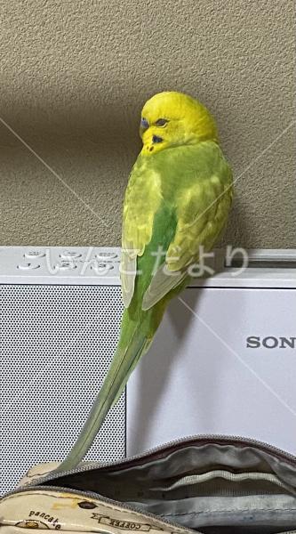 迷い鳥の写真
