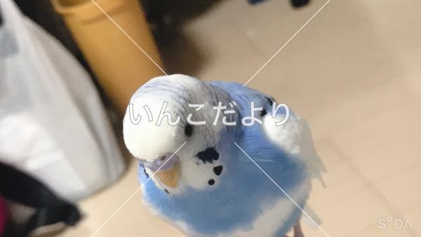 迷い鳥の写真