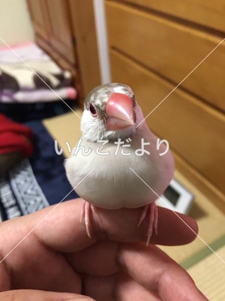 迷い鳥の写真