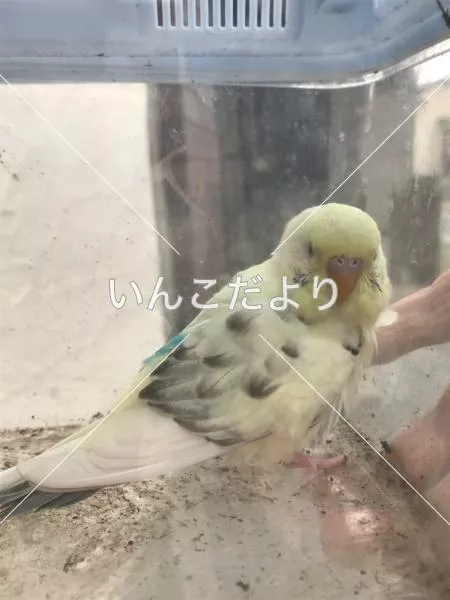 保護鳥の写真