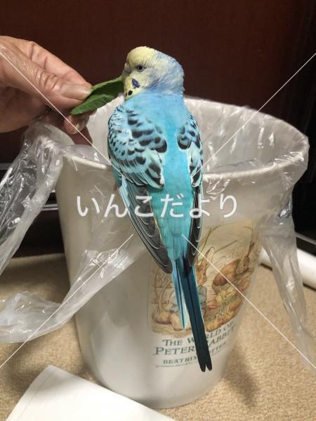 保護鳥の写真
