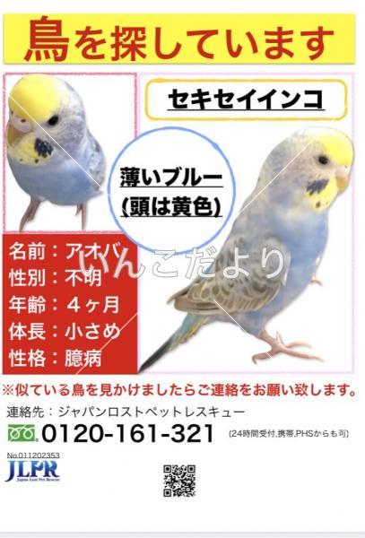 迷い鳥の写真