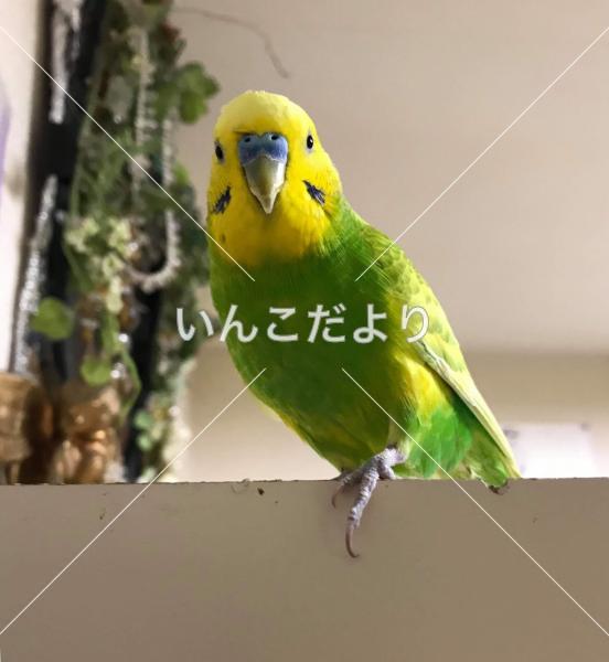 迷い鳥の写真