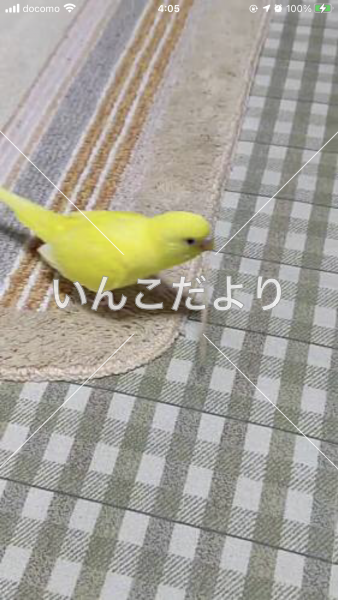迷い鳥の写真