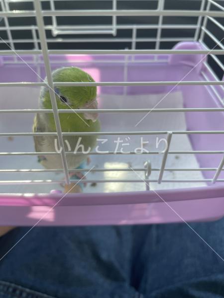 迷い鳥の写真