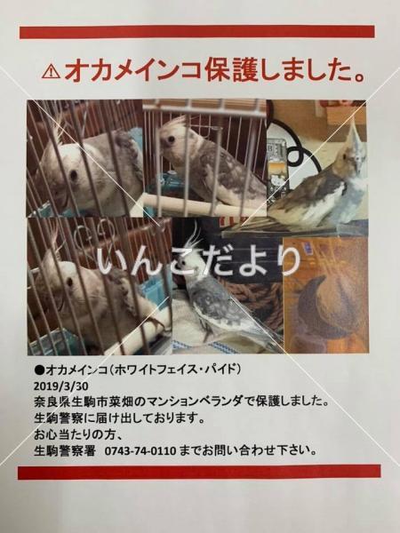 保護鳥の写真