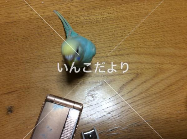 迷い鳥の写真