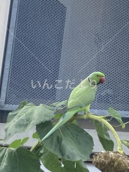 迷い鳥の写真