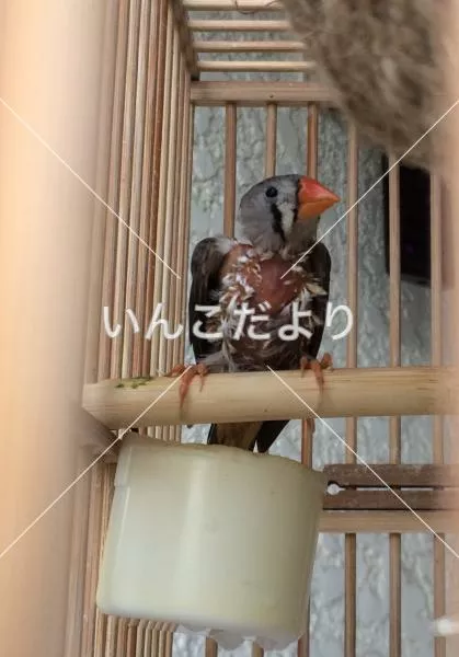 保護鳥の写真