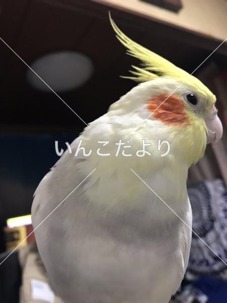 迷い鳥の写真