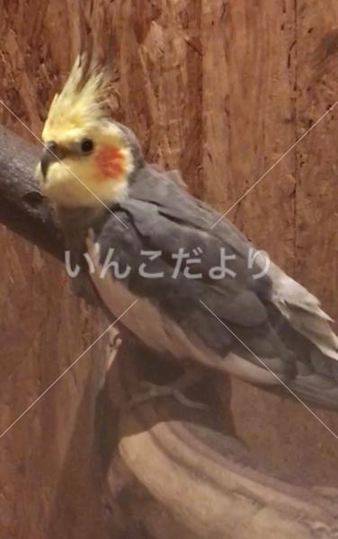 迷い鳥の写真