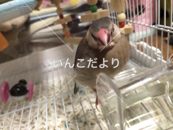 迷い鳥の写真
