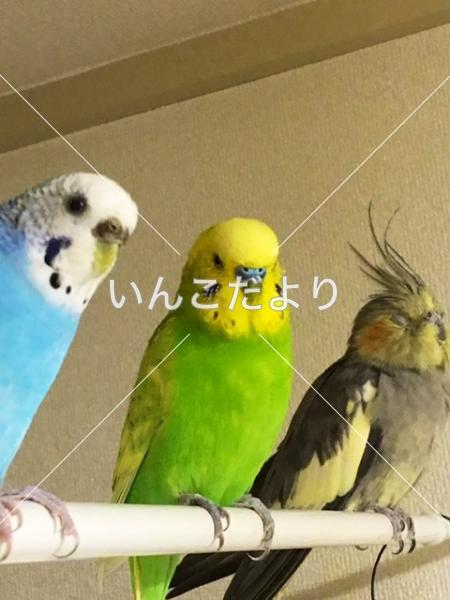 迷い鳥の写真