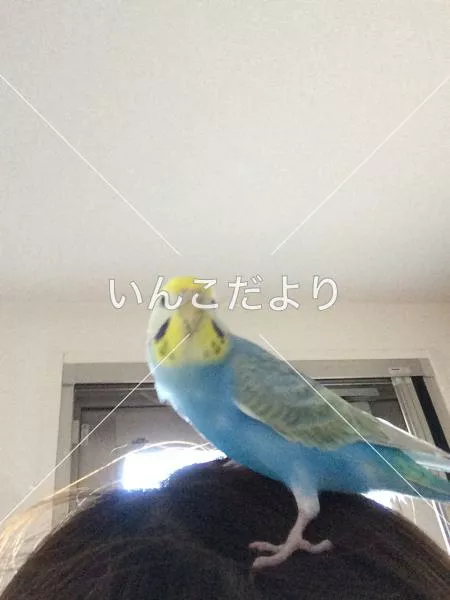 迷い鳥の写真