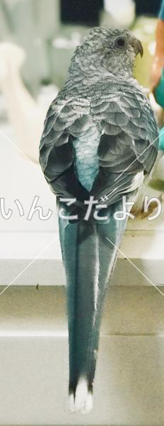 迷い鳥の写真