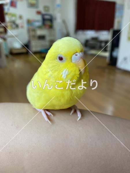 迷い鳥の写真