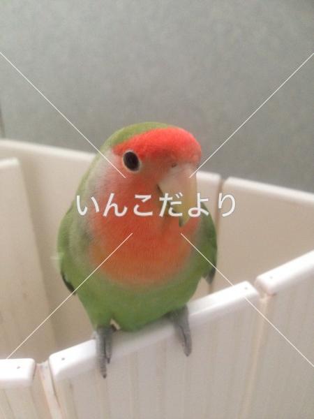 迷い鳥の写真