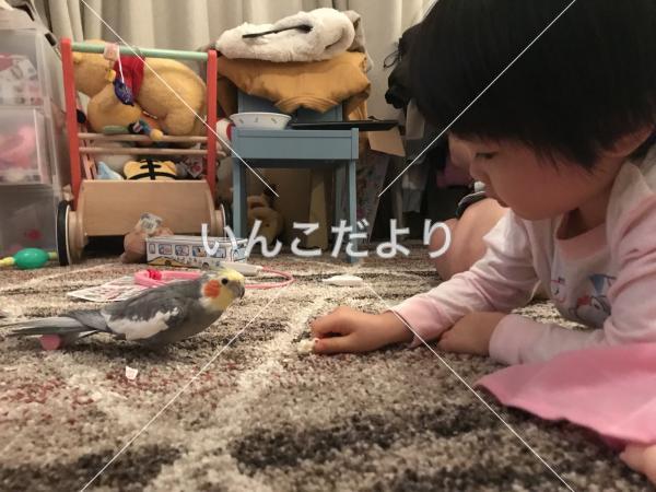 迷い鳥の写真
