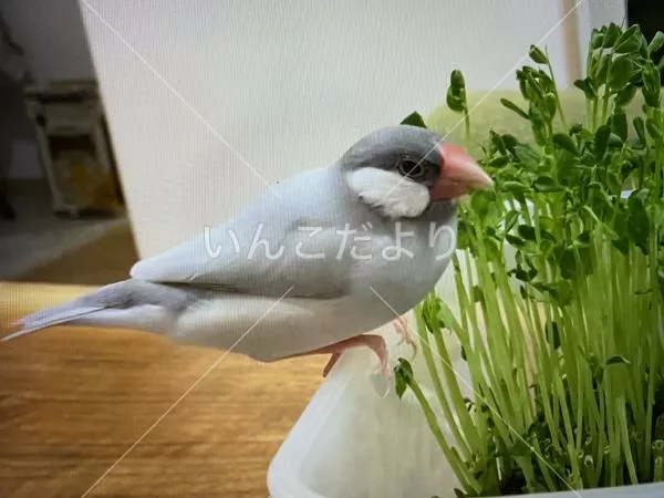 迷い鳥の写真