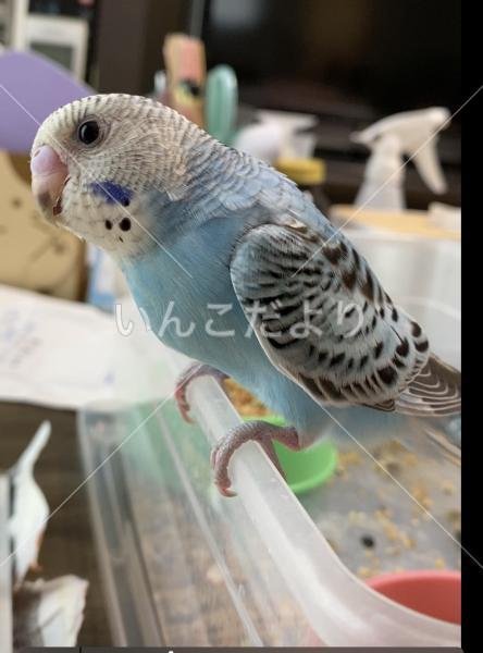 迷い鳥の写真