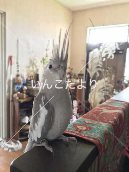 迷い鳥の写真