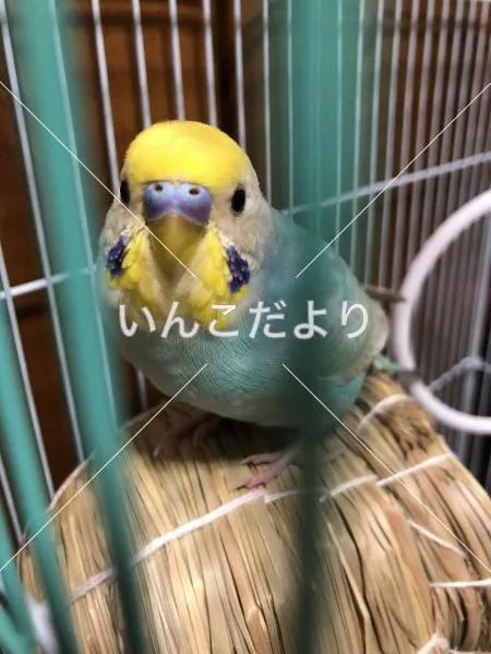 保護鳥の写真