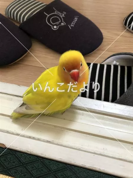 保護鳥の写真