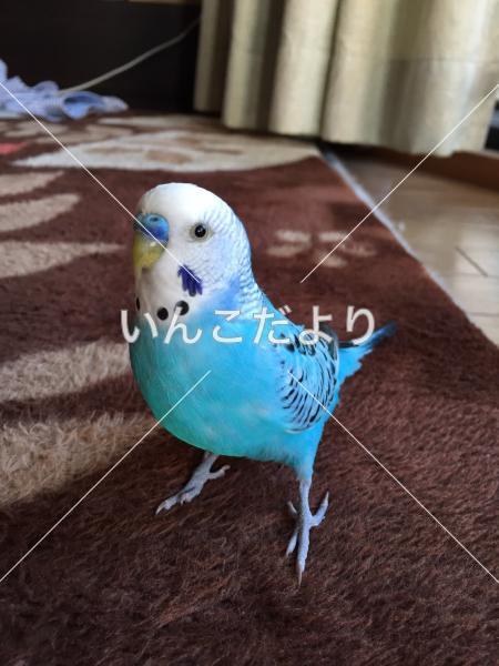 迷い鳥の写真