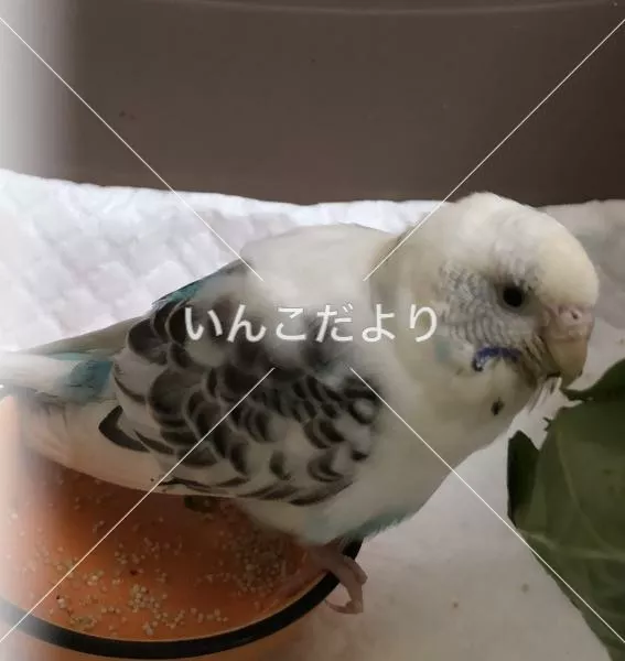 保護鳥の写真