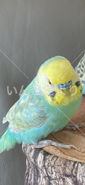 迷い鳥の写真
