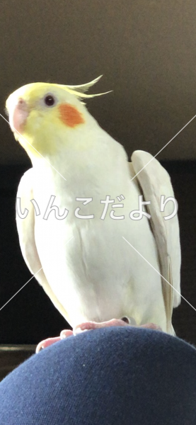 迷い鳥の写真
