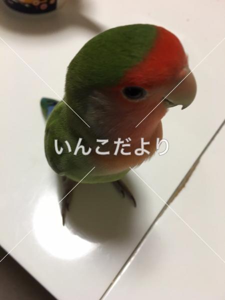 迷い鳥の写真