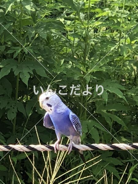迷い鳥の写真