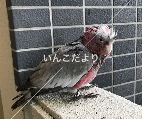 保護鳥の写真
