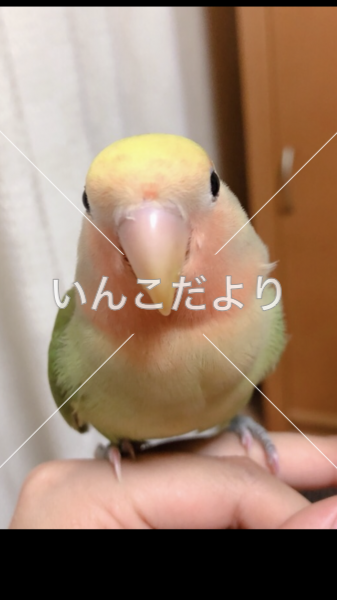 迷い鳥の写真