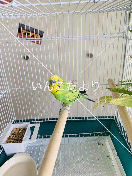 保護鳥の写真