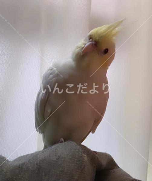 迷い鳥の写真
