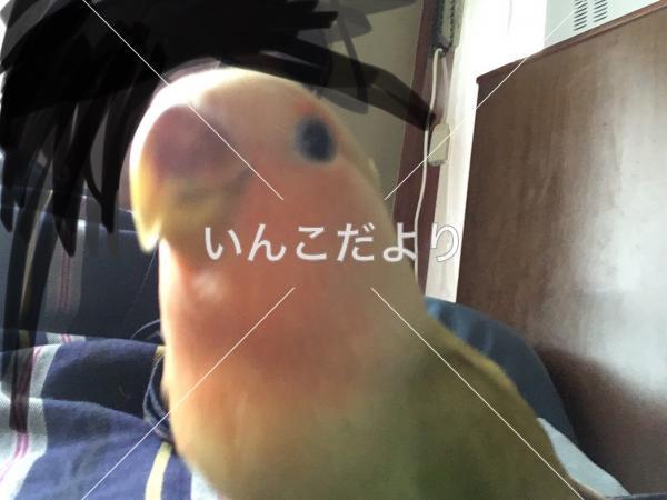 迷い鳥の写真