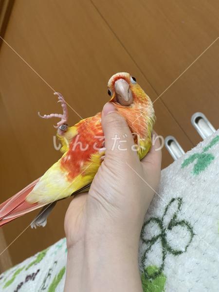 迷い鳥の写真