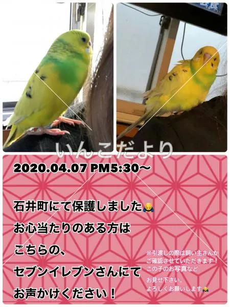保護鳥の写真