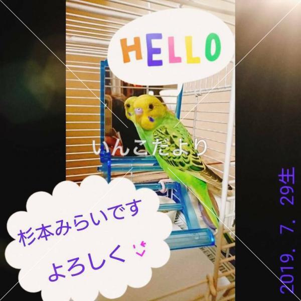 迷い鳥の写真