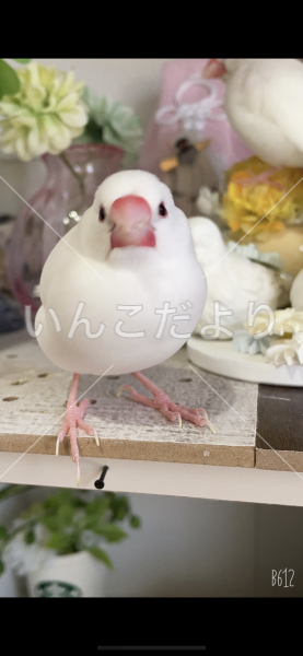 迷い鳥の写真