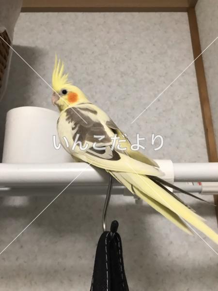 迷い鳥の写真