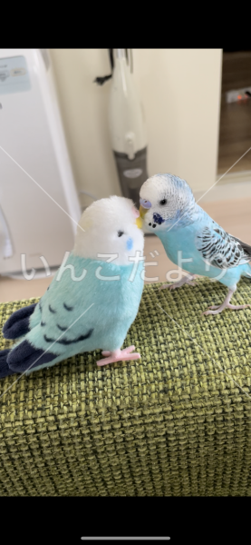 迷い鳥の写真