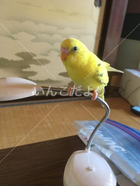 迷い鳥の写真