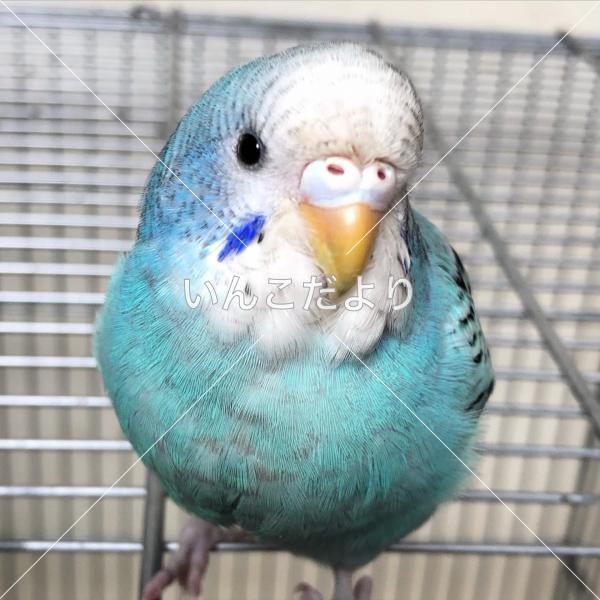 保護鳥の写真