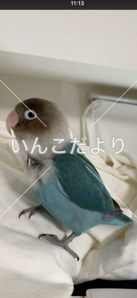 迷い鳥の写真